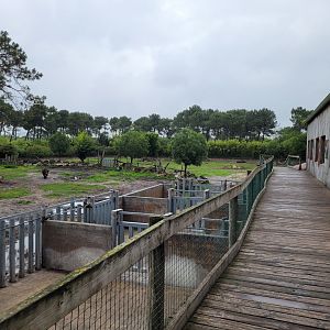 Eastern black rhinoceros exhibit -Zoo du bassin d'Arcachon (2024)
