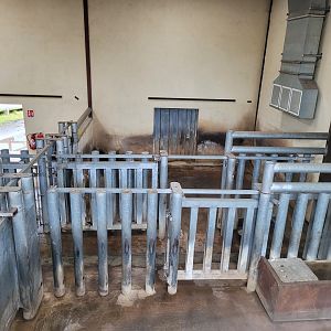 Eastern black rhinoceros indoors exhibit -Zoo du bassin d'Arcachon (2024)