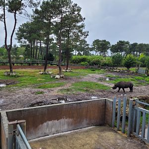 Eastern black rhinoceros exhibit -Zoo du bassin d'Arcachon (2024)
