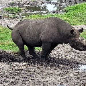 Eastern black rhinoceros -Zoo du bassin d'Arcachon (2024)