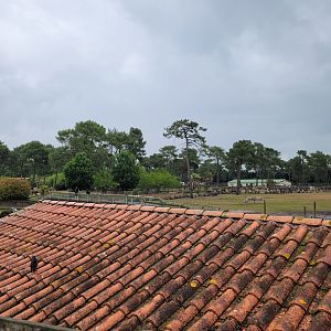 View thorwards the savannah -Zoo du bassin d'Arcachon (2024)