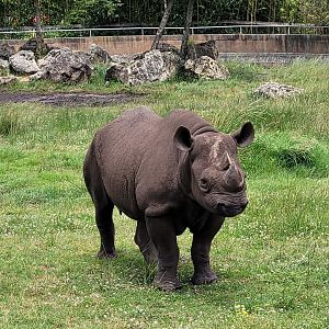 Eastern black rhinoceros -Zoo du bassin d'Arcachon (2024)