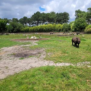 Eastern black rhinoceros exhibit -Zoo du bassin d'Arcachon (2024)