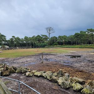 Big savannah exhibit -Zoo du bassin d'Arcachon (2024)