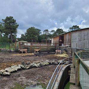 Big savannah exhibit -Zoo du bassin d'Arcachon (2024)