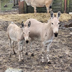 Somali wild asses -Zoo du bassin d'Arcachon (2024)