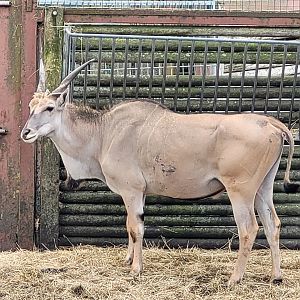 Common eland -Zoo du bassin d'Arcachon (2024)