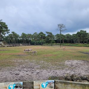 Big savannah exhibit -Zoo du bassin d'Arcachon (2024)