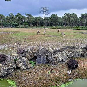 Big savannah exhibit -Zoo du bassin d'Arcachon (2024)