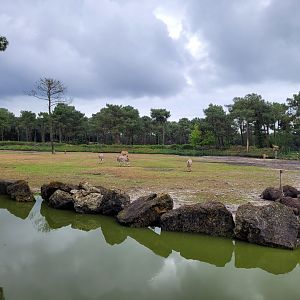Big savannah exhibit -Zoo du bassin d'Arcachon (2024)