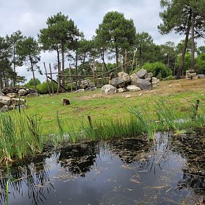 Gelada exhibit -Zoo du bassin d'Arcachon (2024)