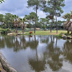 Common hippopotamus, Blue wildebeest and Forest buffalo exhibit -Zoo du bassin d'Arcachon (2024)