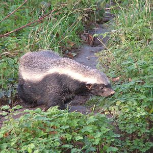 Ratel at Howletts 26/11/09