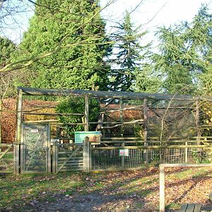 African Wildcat exhibit at Howletts 26/11/09