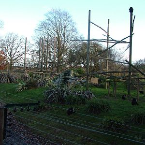 Open-topped Lion-tailed Macaque exhibit at Howletts 26/11/09