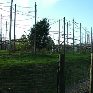 Open-topped colobus enclosure at Howletts 26/11/09