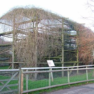 Clouded Leopard cage at Howletts 26/11/09