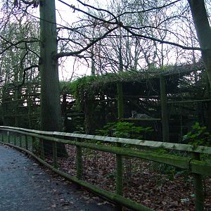 Snow Leopard exhibit at Howletts 26/11/09