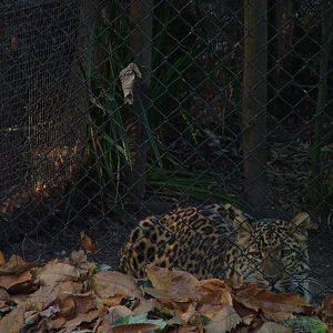 North China Leopard at Howletts 26/11/09