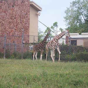 Rothschild's and Reticulated Giraffes