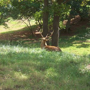 Sika Deer