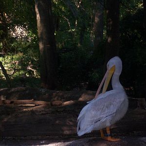 White Pelican