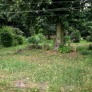 Cologne Zoo - Maned wolf enclosure
