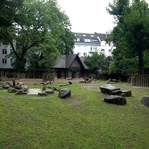 Cologne Zoo - Musk ox enclosure