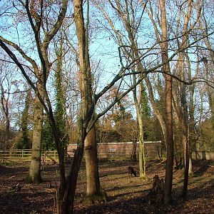Lowland Anoa enclosure at Port Lympne 27/11/09