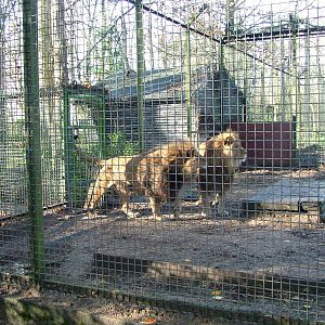 Barbary Lion males at Port Lympne 27/11/09