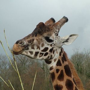 Giraffe at Port Lympne 27/11/09