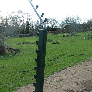 Guinea Baboon paddock at Port Lympne 27/11/09