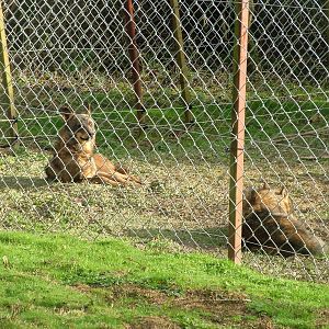 Iberian Wolves at Port Lympne 27/11/09