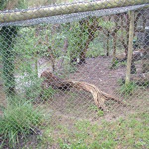 Fishing Cat enclosure at Port Lympne 27/11/09