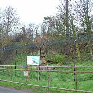 Snow Leopard exhibit at Port Lympne 27/11/09