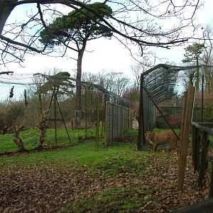 Snow Leopard and Barbary Lion exhibits at Port Lympne 27/11/09