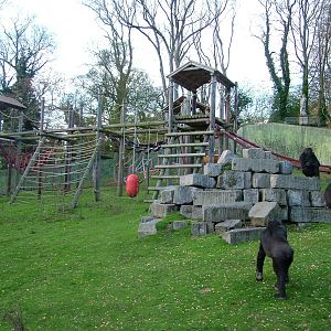 Gorillas in the Garden of the Apes at Port Lympne 27/11/09