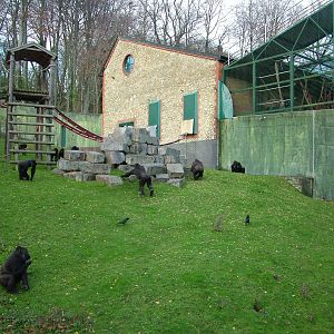 Gorillas in the Garden of the Apes at Port Lympne 27/11/09