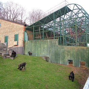 Gorillas in the Garden of the Apes at Port Lympne 27/11/09