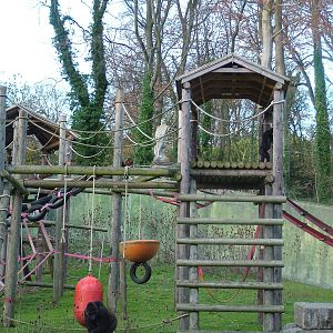 Gorillas in the Garden of the Apes at Port Lympne 27/11/09