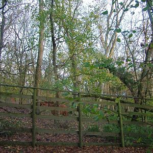 Bongo paddock at Port Lympne 27/11/09