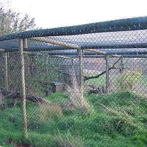 Indian Desert Cat exhibit at Port Lympne 27/11/09