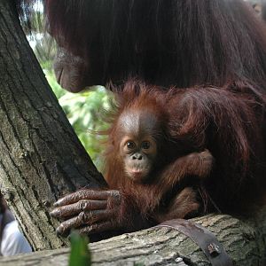 Newest baby orangutan at Singapore Zoo