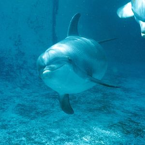 Flamingoland Dolphinarium 1984 - 1993