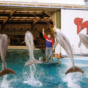FFlamingoland Dolphinarium 1984 - 1993