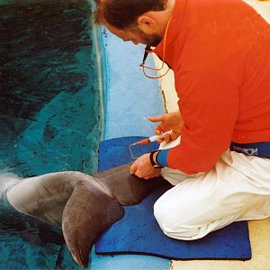 Flamingoland Dolphinarium 1984 - 1993