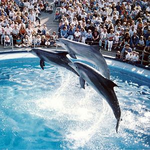 Flamingoland Dolphinarium 1984 - 1993