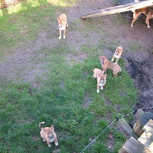 Family of New Guinea Singing Dogs at the RSCC 28/11/09