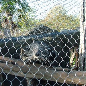Binturong at the RSCC 28/11/09
