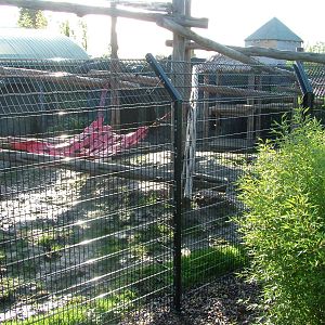 Malayan Sun Bear exhibit at the RSCC 28/11/09